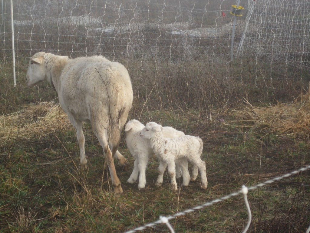 Two day old lambs and a ewe enjoy a misty and chilly morning on the farm.