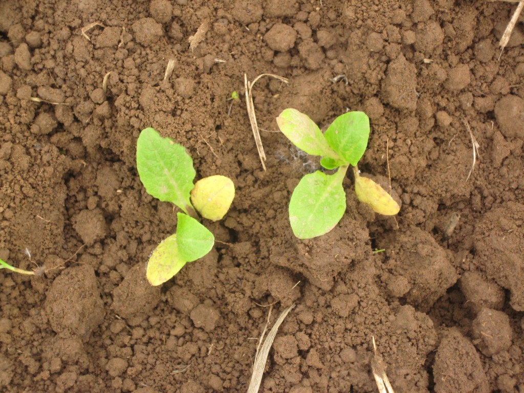 Little tiny lettuces growing in one of our high tunnels!