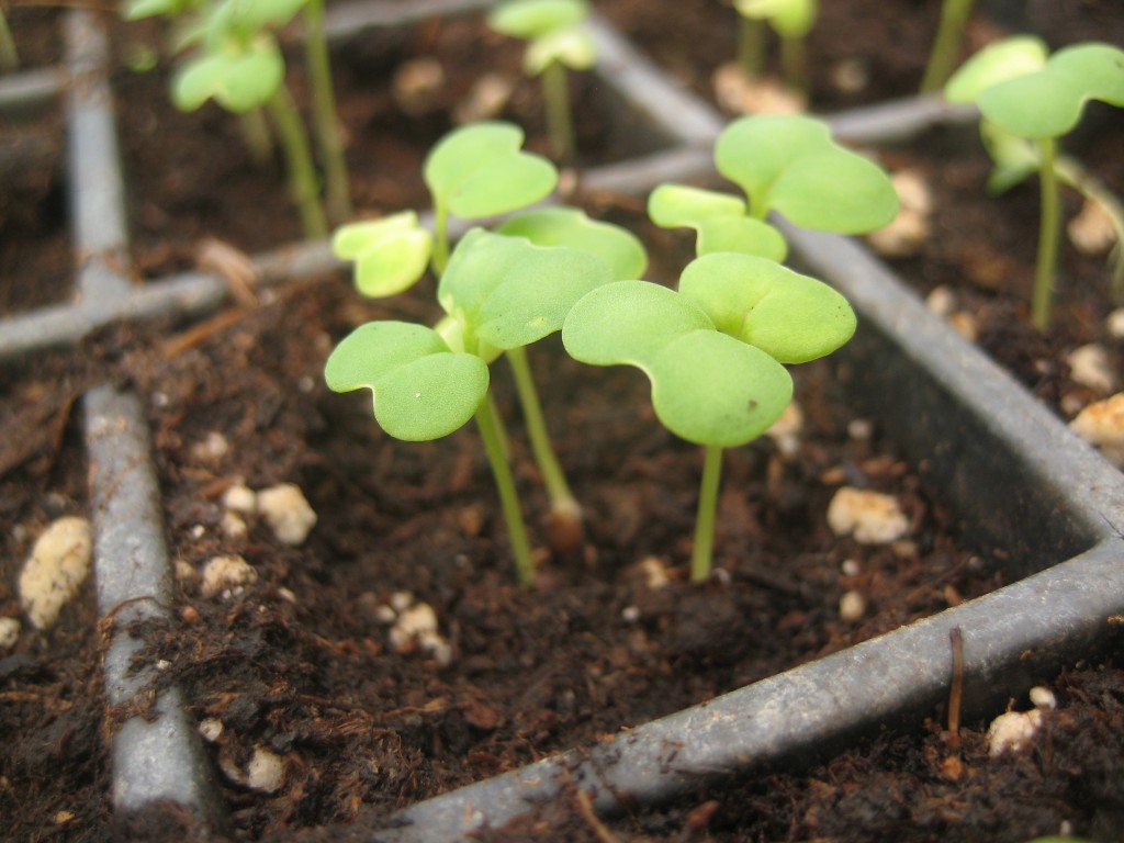 I swear I take this same photo every year. I can never get over the excitement of those first spring green starts in the greenhouse flats! These are salad turnips -- to be transplanted not too long from now for early spring CSA shares!