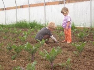 Checking on the kale in the high tunnel!