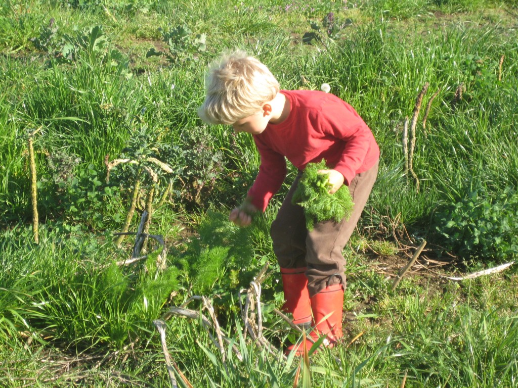 Rusty helps harvest greens for our dinner