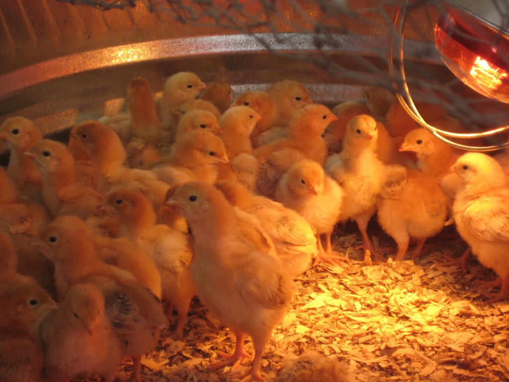 Nothing says spring quite like a batch of new chicks. These cuties arrived on my birthday two weeks ago, and they are growing quickly! These are meat birds, and they are not quite all reserved yet! If you're interested, let us know!