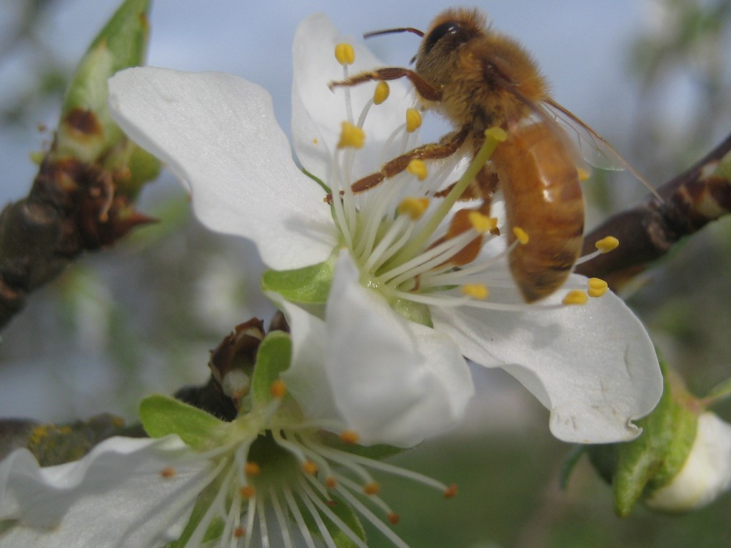 ... these busy workers! It's always heartening to see pollinators hard at work when trees are in bloom.