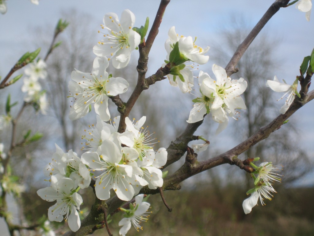 Blossoms everywhere! In addition to cherries, our plums are blooming. Look closer in these blossoms and you'll find ...