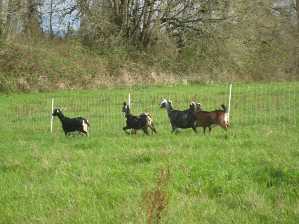 That gorgeous spring green pasture is being thoroughly enjoyed by the goats. They ran away when I went out to take their photo, naturally. I should have brought a treat.