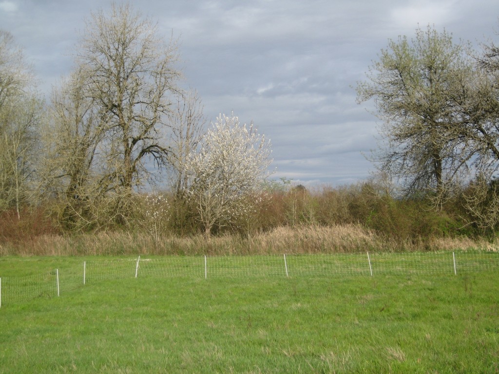 Late afternoon on a spring day — cherry tree in our hedge in bloom!