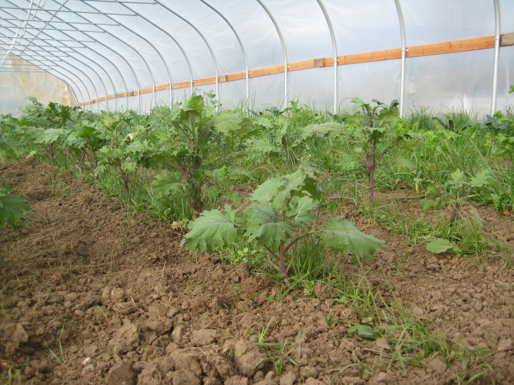 Spring food for us human eaters! Yum kale! Like I said above, WE are not sick of kale! Quite the opposite: our gratitude for kale runs deep (and for this new greenhouse too, which has made so many greens possible this year!).