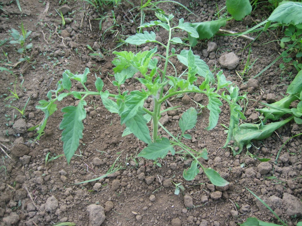 Part of the fun of farming is always looking a bit ahead while savoring the present moment. And, of course the next thing is SUMMER! The tomatoes in the greenhouse are already big enough to trellis!