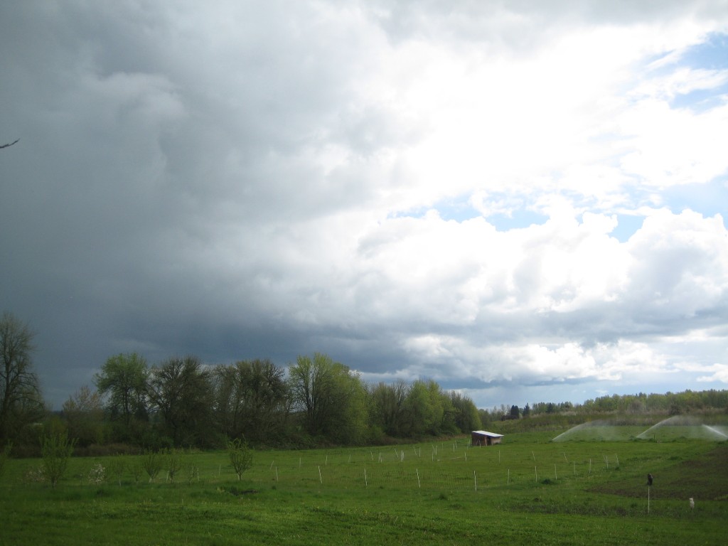 A curious sight: rain clouds passing by while sprinklers run (simply because they are connected to the line running to our greenhouse).