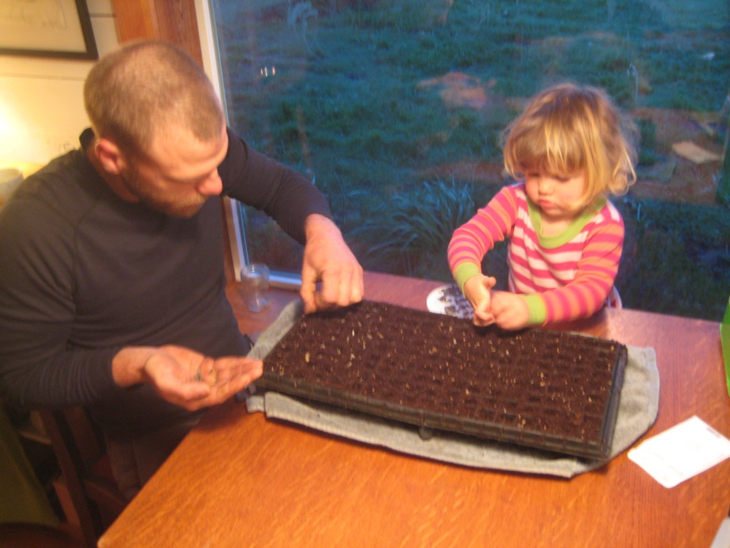 Sowing sunflowers before daybreak.