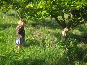 Dottie checking the growth of our plums.