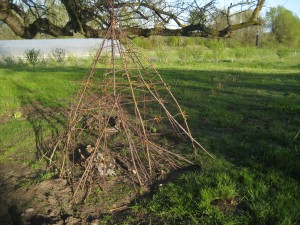 Stick tipi! Pruned branches from our orchard can be fun we learned!