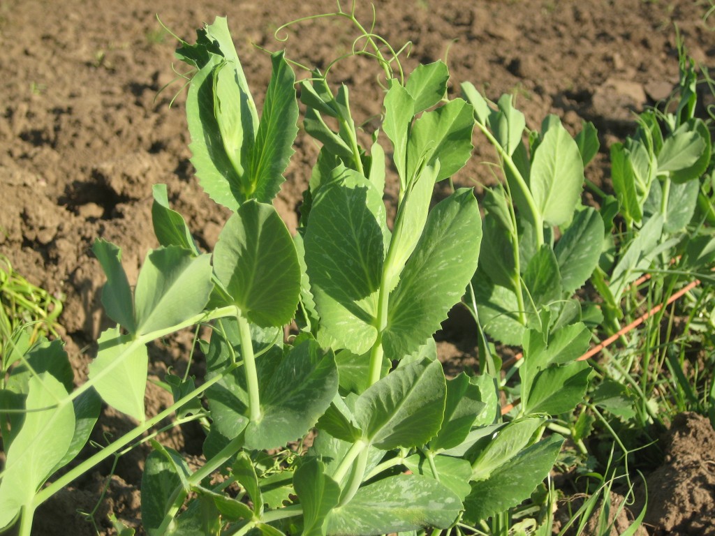 Sugar snap peas growing and growing!