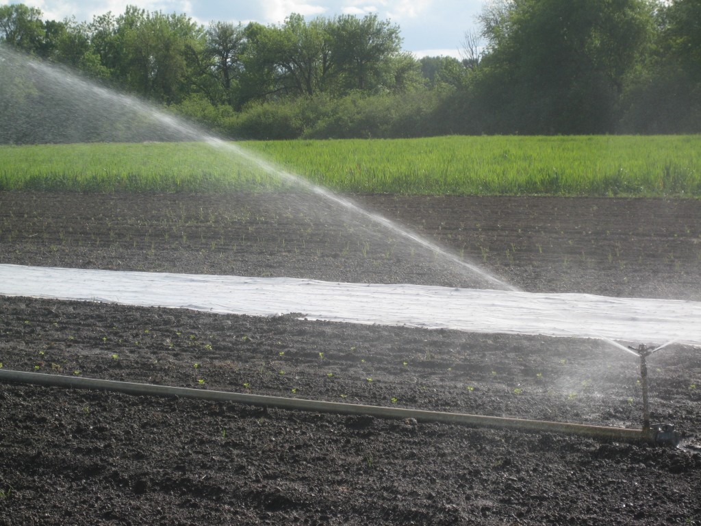 Newly planted transplants being watered in our fields this afternoon. These went into the ground SO FAST.