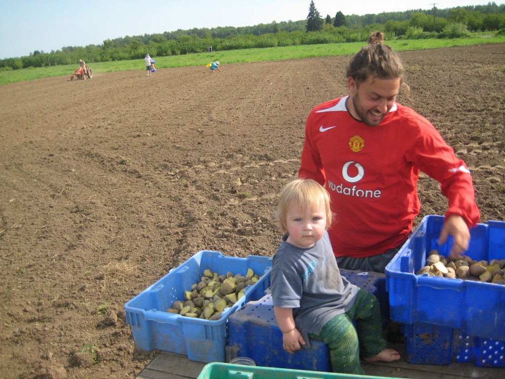 Last Friday, one of our youngest CSA members supervised as Jasper cut potatoes for seed. In the background, you can see folks dropping cut seed into furrows. On the far left is Casey riding our little orange tractor, covering up those seeds with hilling discs.