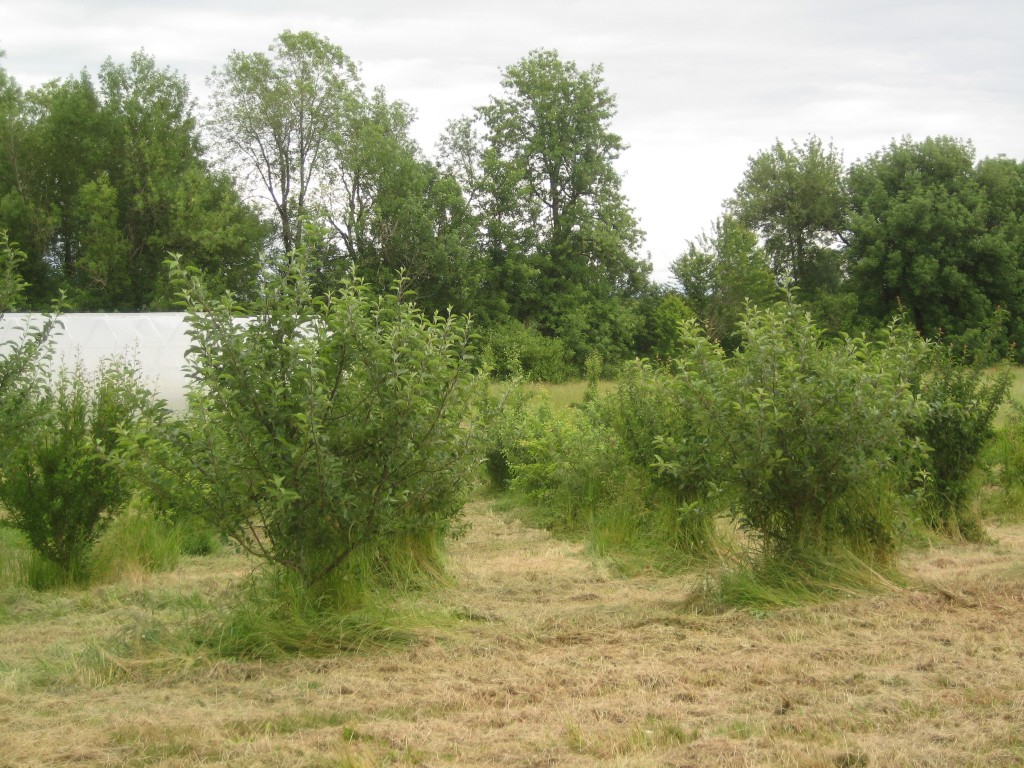 Time to mow! I wish I'd taken a before and after photo of this orchard. The grass was well above the lowest branches, creating a seemingly impenetrable wall around the trees. Now they are freed! And look at how large they are! We planted this orchard in 2010 ...