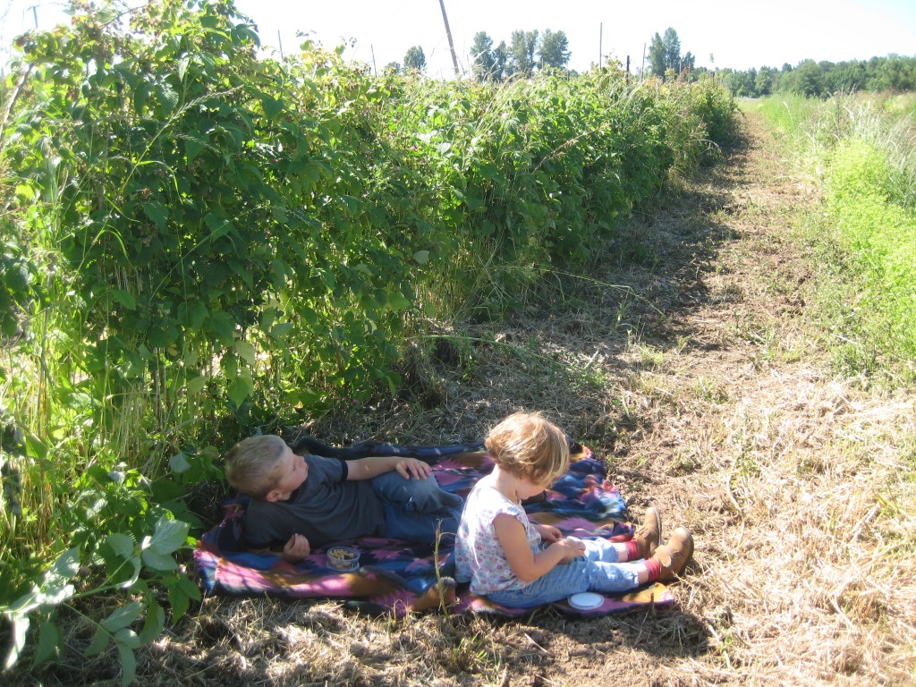 The kids and I sampled the first of the raspberries for our snack last week!