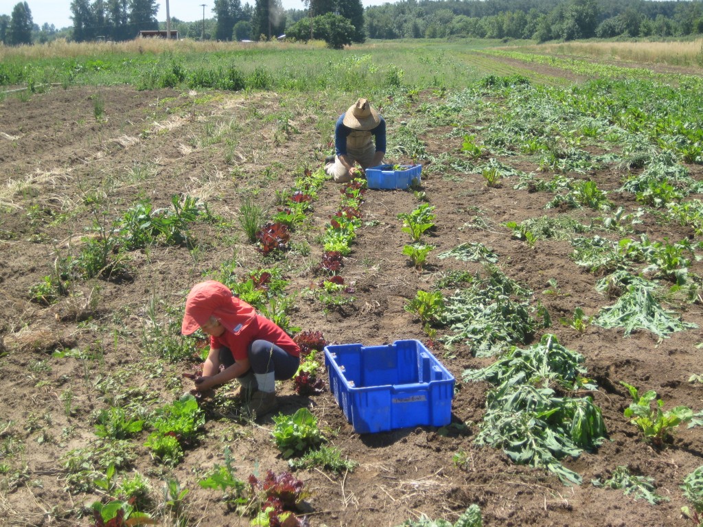 Dottie helped Casey harvest salad mix for the restaurants on Tuesday.