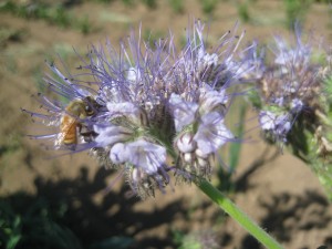 Also hard at work in our fields — bees! This blossom is a phacelia flower, one of our favorite flowers to plant to attract beneficial insects to our fields. Bees LOVE it.