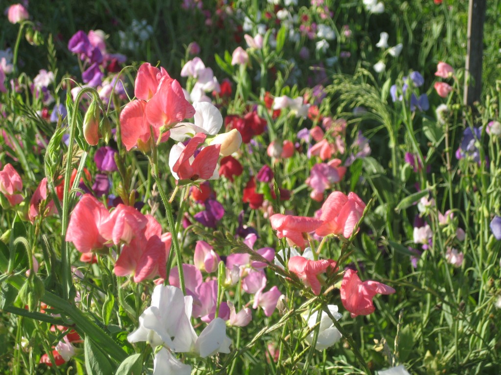 First we'll stop by our short rows of sweet peas, which we planted because we love flowers ever so much even if we don't always get around to picking them for any commercial purpose. I think all of us in the fields enjoy the color they bring, and they invite plenty of diverse insects (usually beneficial ones) to come visit too. For that purpose, we especially love both phacelia and calendula in the fields.