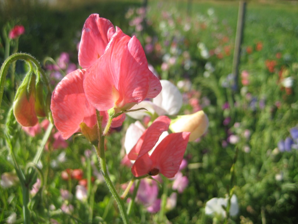 But, come closer, because sweet peas are especially prized for their amazing fragrance. Oh, you can't smell it? Perhaps we'll have to bring some to CSA pick-up tomorrow then.
