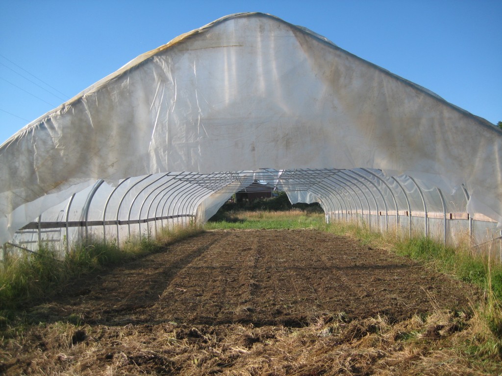 And, just next to the sweet peas we'll find the new high tunnel Casey built last fall. This house has served us well already this year, growing all kinds of great kale and other yummies. But it was time to prepare for another round of vegetables, so this week it got harrowed and now it's a clean slate again. What shall we plant here next? Perhaps some strawberries for early picking next year!