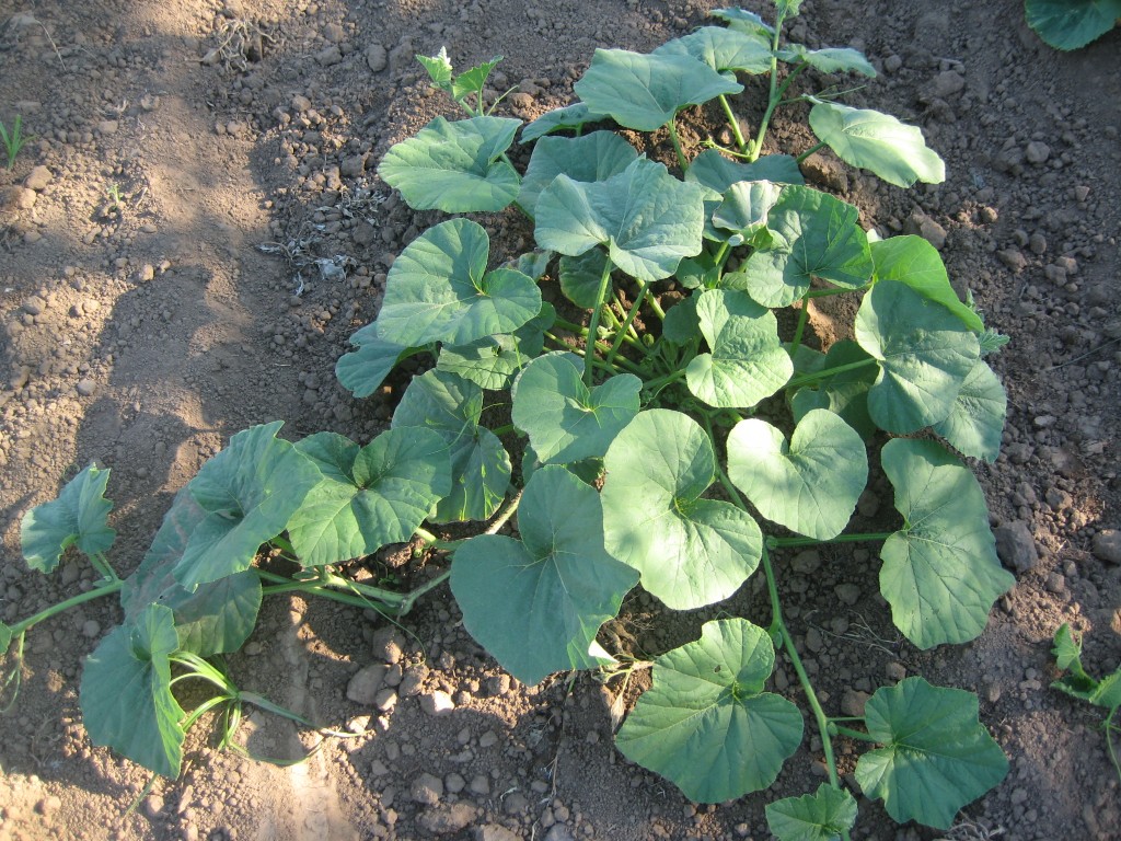 And it's a good thing we hoed out those weeds when we did, because these squash plants are starting to "run" now, sending their vines in every direction. Very soon all the (now bare) soil around the squash plants will disappear under a vigorous cover of green. Have I mentioned how much we love growing squash?