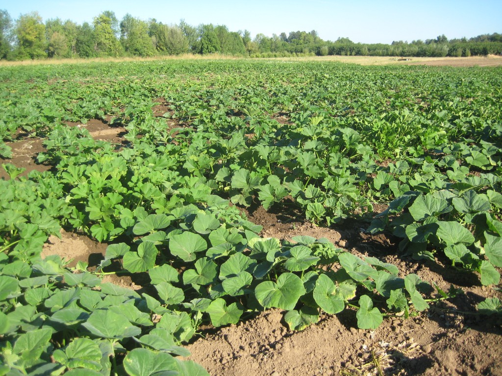 Another big project for the week — hoeing a very large summer planting containing (among other things) tomatoes, summer squash, cucumbers, eggplants, peppers, and lots and lots of winter squash (oh, how we love winter squash!). It took us one and a half full days of work to get it done, with everyone on the farm chipping in (and I mean EVERYONE!). But we got it done!