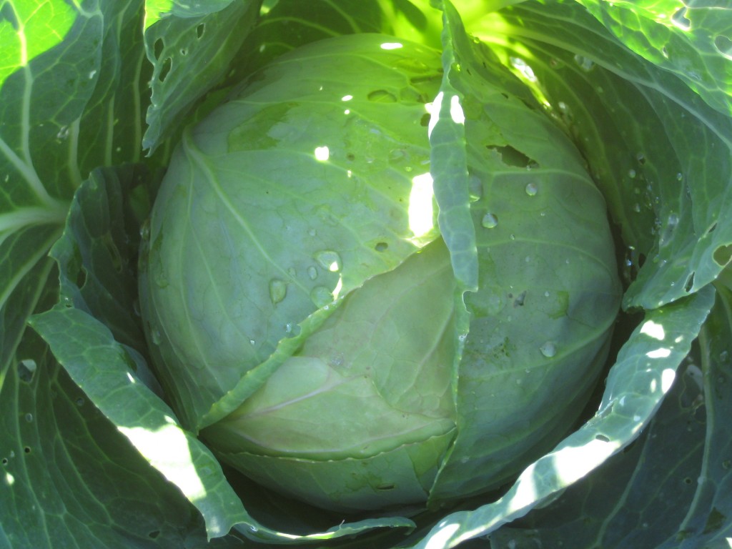 And, turn around again and you find our early summer brassica plantings, featuring the beautiful cabbage heads we're providing as an option in this week's CSA share. While we ate a ton of cabbage last winter, we've been without for a few months now and out household is so happy to welcome it back! Summer cabbage is such a treat!