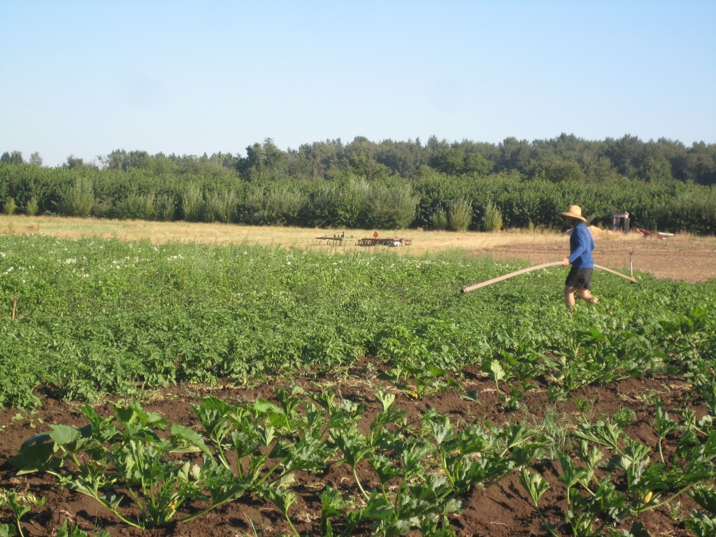 While we were out there, Casey moved pipe, to keep the fields being watered through all this heat. Grow plants, grow!