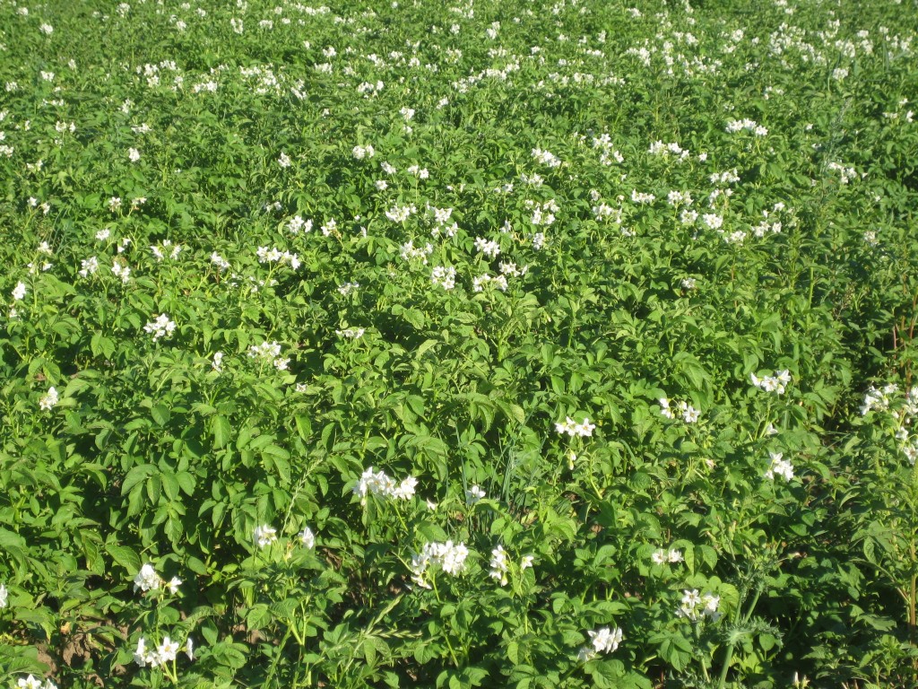 Just past all those recently weeded crops are some of our potatoes, now in full bloom and quite bushy. Another satisfying crop to grow.