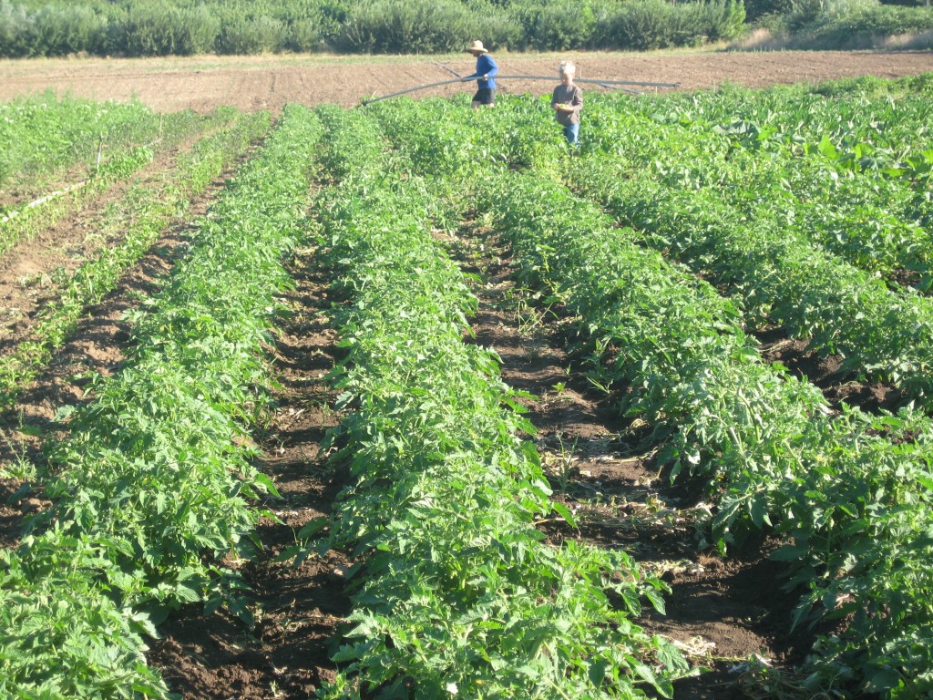 One last destination: the tomatoes in the field. Green rows of future sauce and so much deliciousness. Now time for the boy and farmer Papa to walk to the plums while I carry the girl back up through the tall grass for some quiet reading time on the couch ...