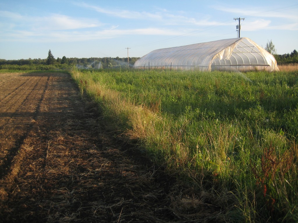 Golden hour on the farm — always a beautiful moment at end of the day.