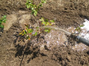 We gave our transplnated blueberries plenty of water. So far they are still alive!
