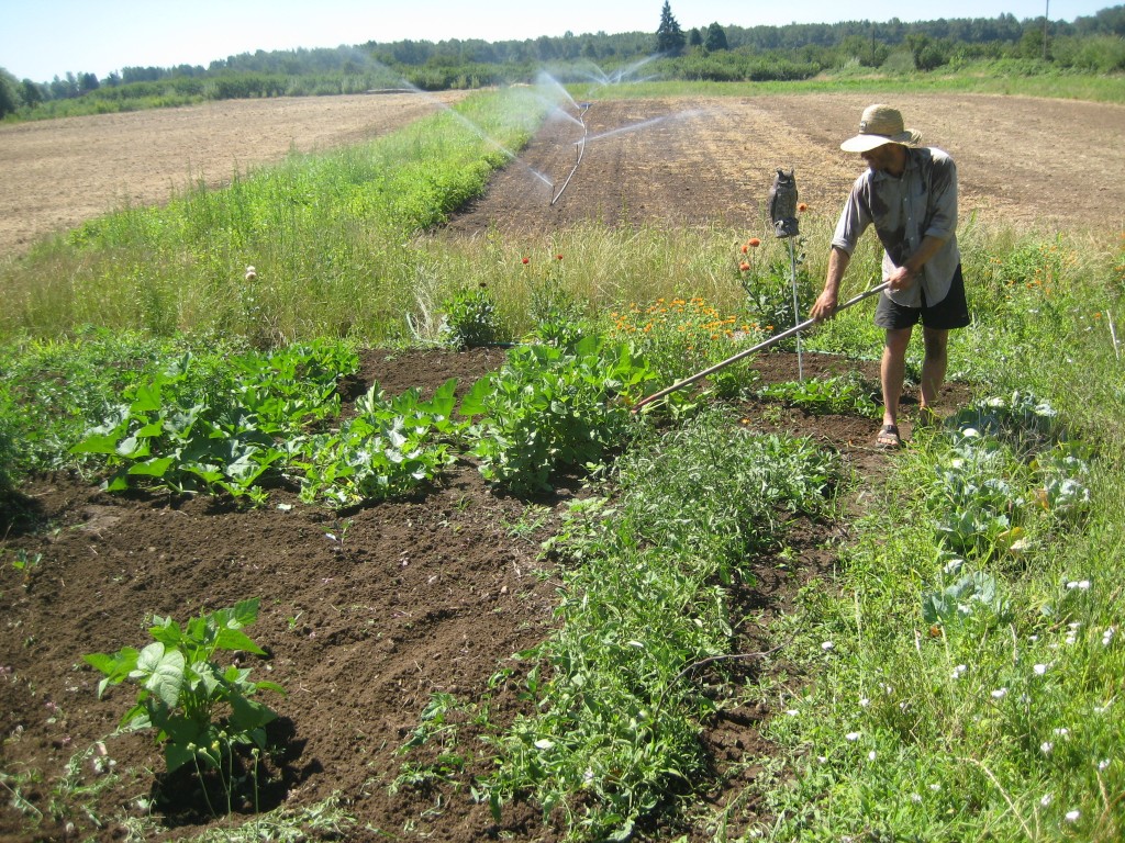 Farming and gardening is perhaps ALWAYS an act of hope. We weeded our family garden this weekend.