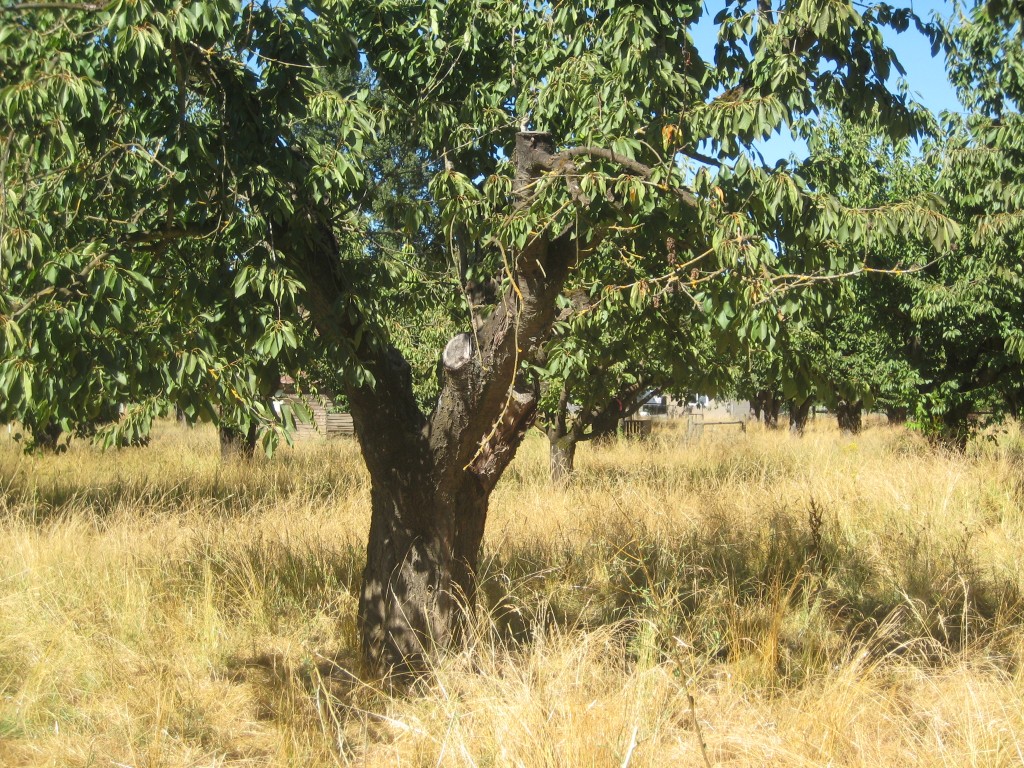 Cherry tree in the orchard. The yellow grass is actually helping new fresh green grass to come up from below (the shade of the tall grass helps the young grass stay alive without going dormant in all this heat), providing fresh forage for some of our hogs.