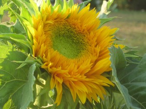 The first open sunflower in our garden!