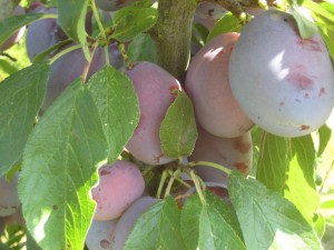 More plums that will be ready to pick very soon!