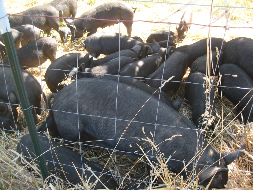 Hogs feeding on oats at the edge of our cherry orchard.