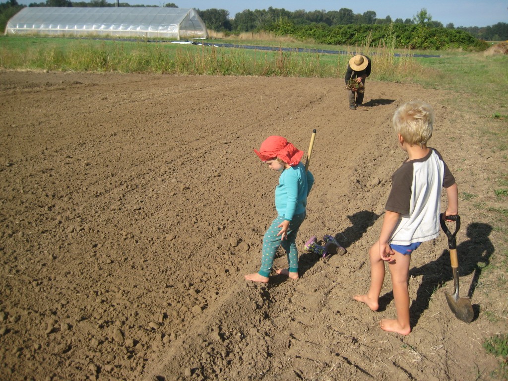 We recently planted next year's strawberry plants! The kids helped some too. This field is especially close to the house so that next June they can run out and gobble them up!