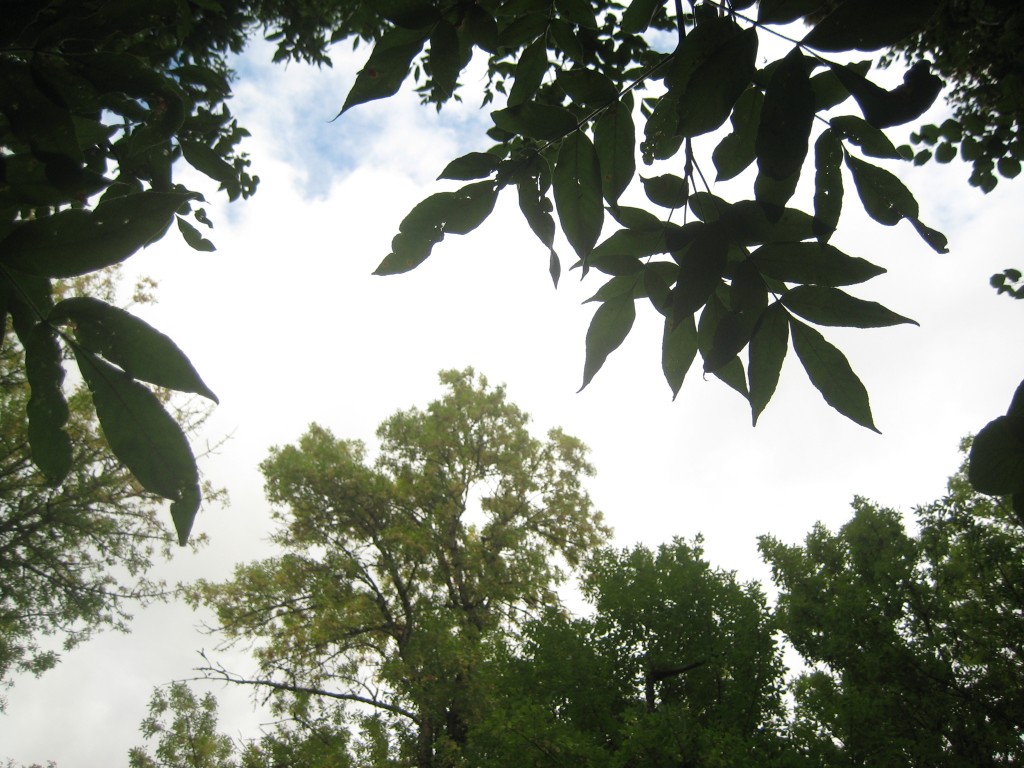 Looking up at the treetops from the banks of our little creek -- beauty found in verdant shapes.