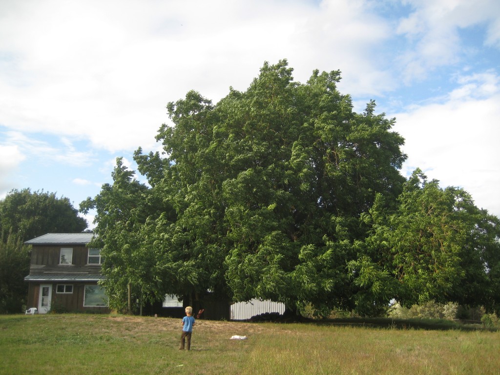 I haven't posted a photo of our walnut tree lately. I find it funny that when we bought this property nine years ago, we looked at this tree and decided to build our house RIGHT NEXT to it. I think we couldn't believe that anything so big could continue to get bigger. But it has. This tree is like a living, growing mountain of green. We love it SO much, even as it continues to dwarf our house more and more.