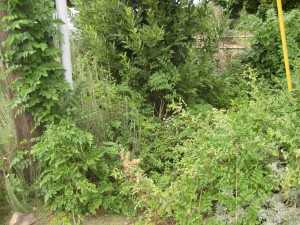 Herb garden home to many insects!