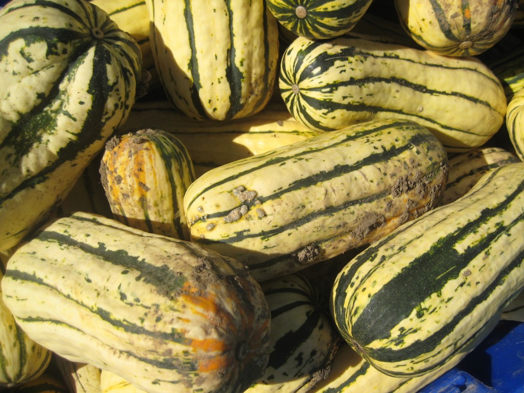 And, in the fields, we're continuing the gratifying work of bringing in our big fall harvests. These projects will last for several months, as we pick apples, cut squash, dig sweet potatoes and more. This afternoon I took what I described as my "annual photo of delicata squash in a bin." Yes, I'm sure I take a variation on this photo every year, because every single year I marvel at the glowing beauty of these squash!