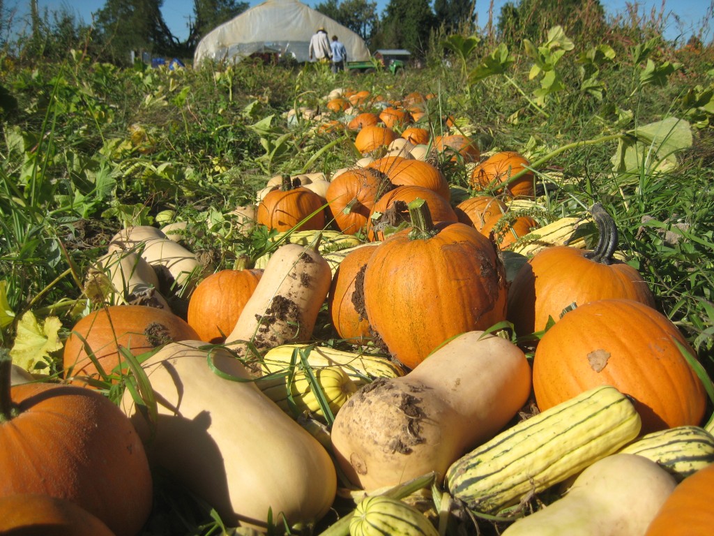 Look at that beautiful row of harvested squash! This represents only a fraction of the harvest so far. We're preparing our "squash room" (a special conditioned space in our pole barn) and then will spend several more hours hauling these into it. All for the cause of SWEETNESS! Mmmmm!