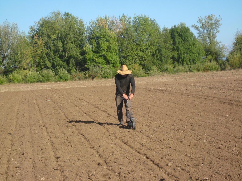 Last week was time for our big fall greens planting. Casey waited until the appropriate window opened in the biodynamic planting calendar and then went to work with the seeder on Friday afternoon sowing arugula, beets, turnips, fava beans, and more! These are all crops that will go into the winter as very small plants and then grow in the late winter or spring for cold season harvesting.