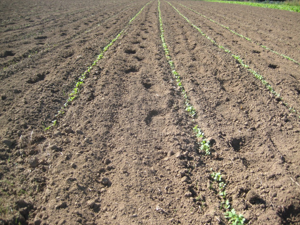 Remember last week's photo of Casey pushing the seeder in the field? Those seeds are up already! And Casey has already tilled the paths between rows. Check out his footprints in the soft soil. We like scenes like this.