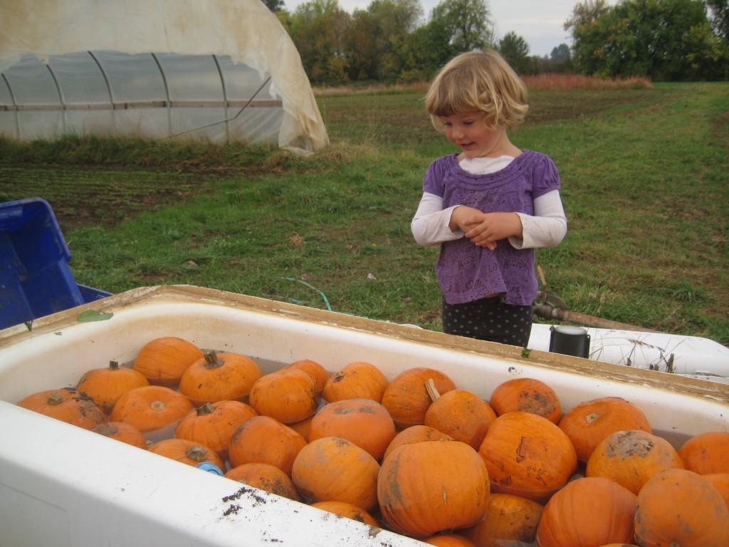 Dottie and I helped Casey wash pumpkins and squash for this week's CSA share. Dottie thought seeing pumpkins in a tub was pretty funny.