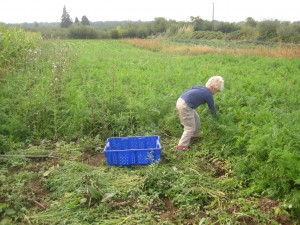 Small boy in a BIG field of carrots!