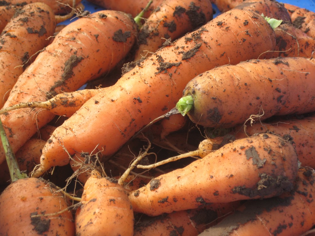 A most lovely sight — beautiful fall carrots, just pulled from the soil.